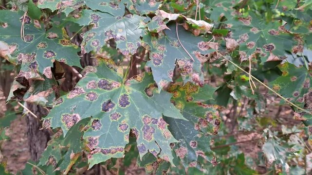 Fungal disease that affects maples. Rhytisma acerola - pathogenic fungus that attacks maple leaves, often called as black spot. Fungus causes early leaf fall and disperses spores on the ground