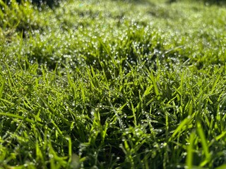 green grass background
