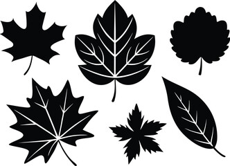 Fototapeta premium Collection of autumn leaves vector graphics set for eps design elements isolated on transparent background