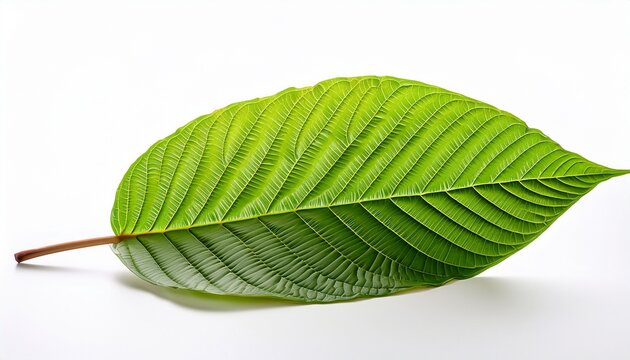 Mitragyna Speciosa Fresh Kratom Leaves On White Background