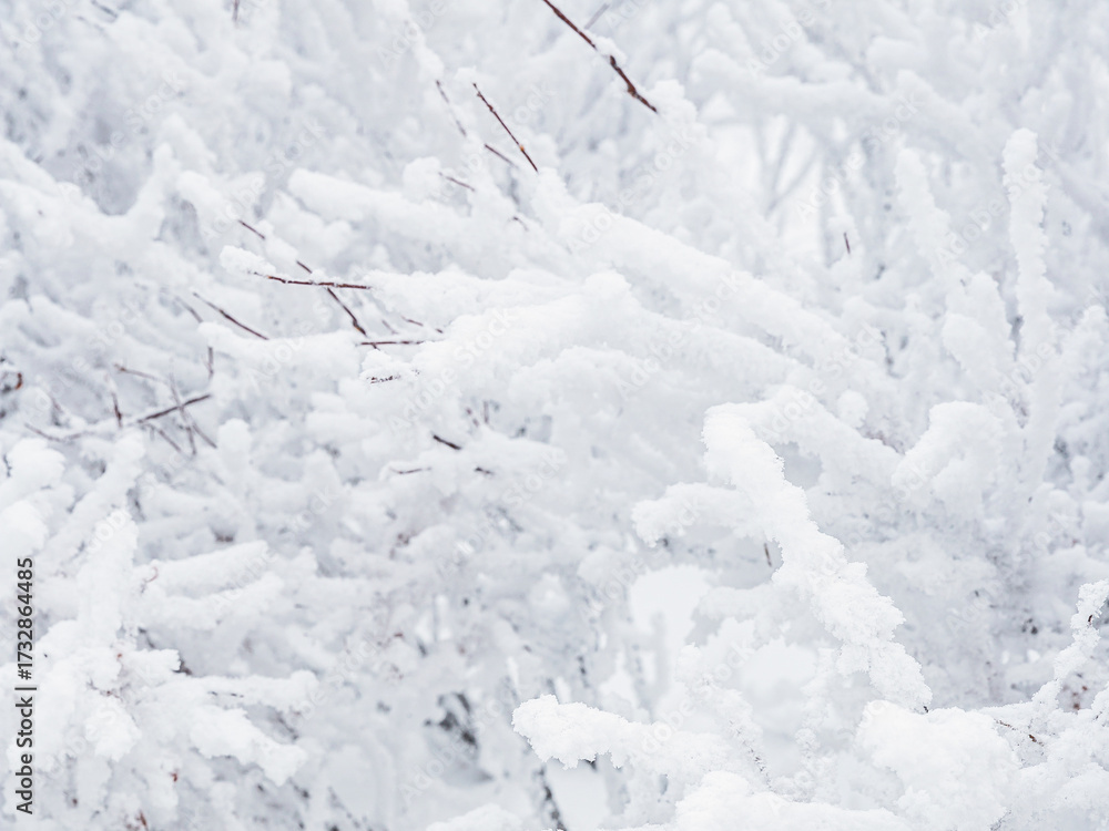 Canvas Prints snow and rime ice on the branches of bushes. beautiful winter background with twigs covered with hoa