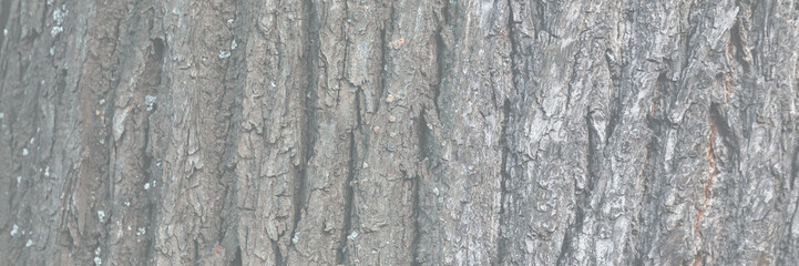 Natural texture of tree bark. Old tree trunk close-up. Natural wood background with bark patterns.