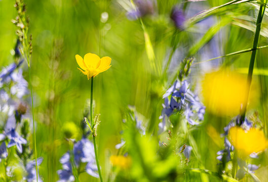 composizione di fiore di campo in ambiente naturale a primavera