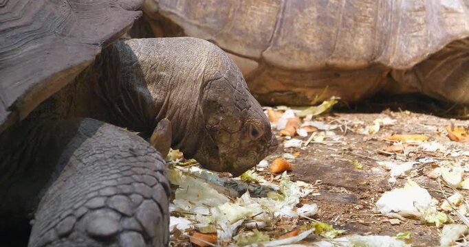Tortoise eats vegetables at the zoo