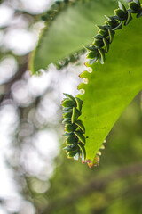 Esa es una planta parásita