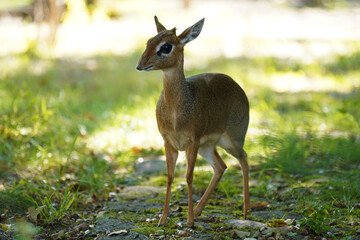 Small female Kirk's dik-dik antelope madoqua kirkii standing in natural sunlight