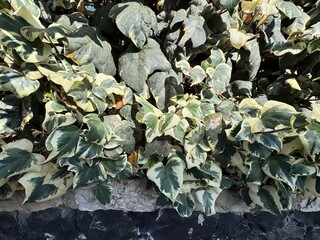 Close-up of Canary Island Ivy (Hedera canariensis) with large variegated green and cream leaves growing along garden wall. Ornamental climbing plant, decorative foliage background photography.