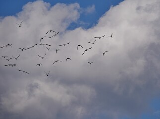 Taubenschwarm am blauen Himmel
