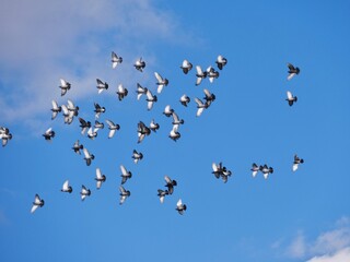 Taubenschwarm am blauen Himmel