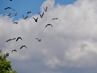 Taubenschwarm am blauen Himmel