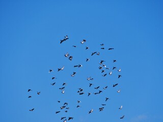 Taubenschwarm am blauen Himmel