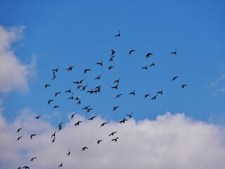 Taubenschwarm am blauen Himmel