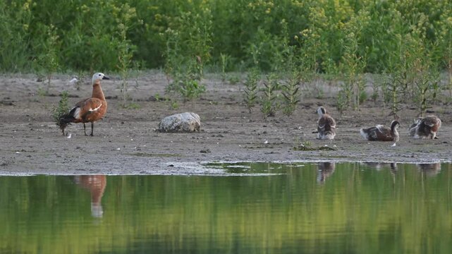 Ruddy Shelduck Family Tadorna ferruginea in the wild, Slow Motion.