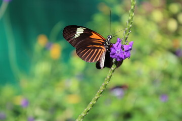 Tiger Longwing (Heliconius hecale) on purple verbena