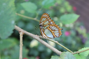Malachite (Siproeta stelenes) underside on twig