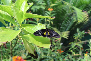 Birdwing Swallowtail (Troides helena / T. aeacus) dorsal — Low
