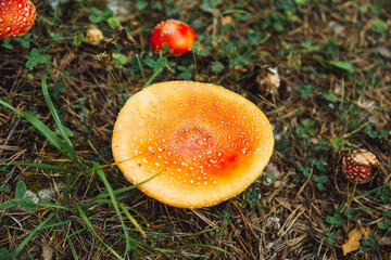 Autumn forest, mushrooms, fly agarics in the forest, forest landscape