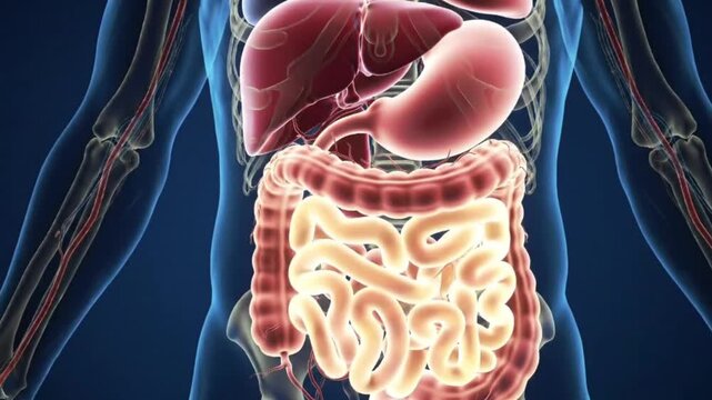 Human Digestive System Anatomy Liver Stomach Intestines Biology Gut Health Medical Illustration Science Body Diagram