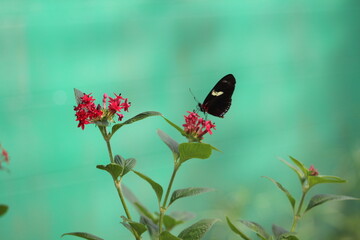 Black Butterfly on Red Pentas Flowers in Tropical Garden
