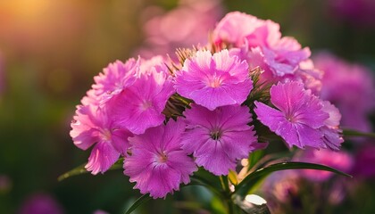 vibrant summer stunning closeup of a healthy sweet william flower in full bloom