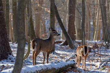 The white-tailed deer (Odocoileus virginianus), also known as the whitetail or Virginia deer in snowy forest