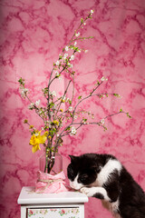 gatto bianco e nero annusa curioso vaso di fiori