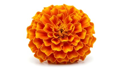 Orange Marigold Flower Close-up.
