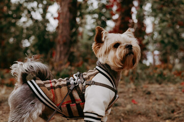 Cute Yorkshire Terrier dog wearing a stylish plaid jacket and harness outdoors in autumn forest. Fashionable pet portrait, trendy lifestyle concept with small dog in warm clothes, cozy fall vibes.