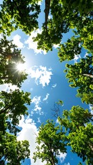Sunlight peeks through lush green trees