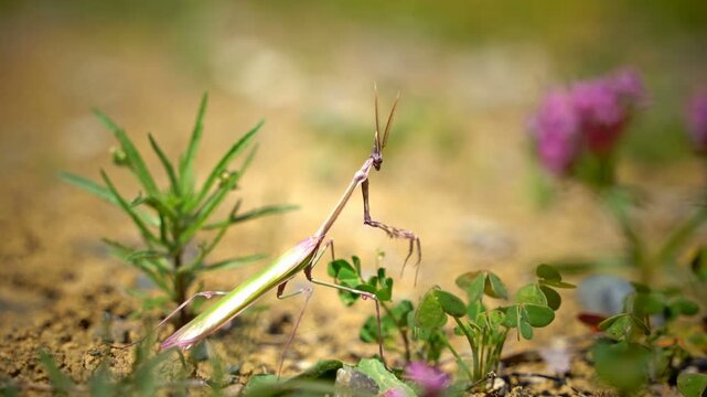 Macro close-up of a pray mantis in nature.