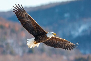 Obraz premium Bald eagle soaring in a clear blue sky