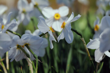 facing two spring flowers