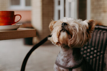 Adorable Yorkshire Terrier dog sitting at outdoor cafe table next to the orange cup of coffee. Cozy lifestyle scene with pet, warm autumn vibes, small dog portrait in urban setting Trendy cafe culture