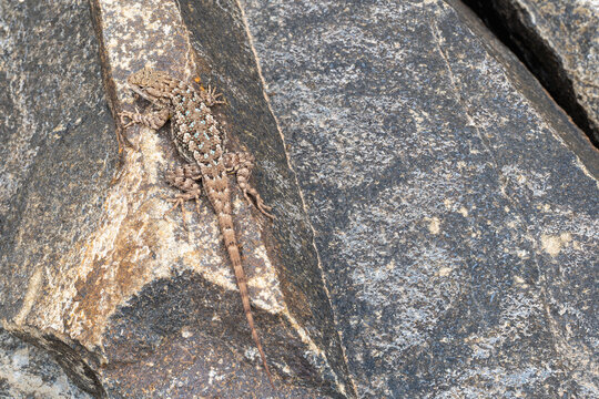 Western Fence Lizard top view