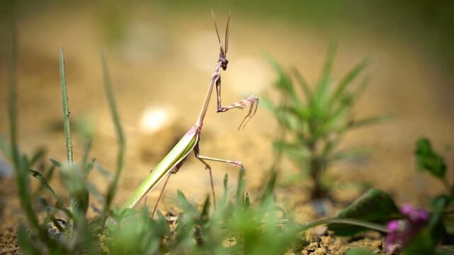 Macro close-up of a pray mantis in nature.