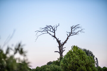 Dead ancient tree under twilight blue sky. Old dry tree silhouette against twilight sky. Withered tree in blue dusk light.