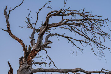 Dead ancient tree under twilight blue sky. Old dry tree silhouette against twilight sky. Withered tree in blue dusk light.