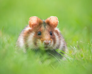 Obraz premium european field hamster in the grass