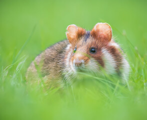 european field hamster in the grass