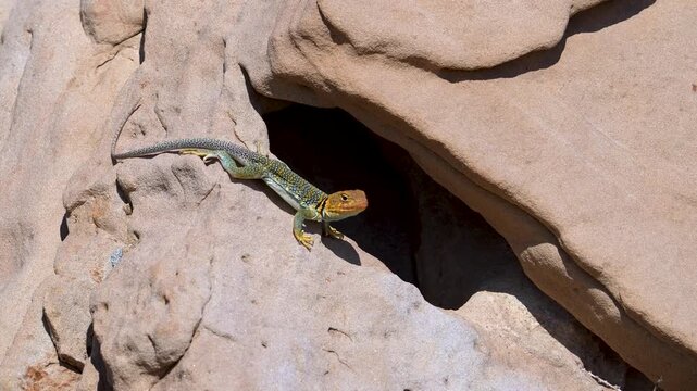 Collared Lizard on the sandstone in the Utah desert near Green River.