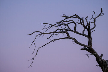 Dead ancient tree under twilight blue sky. Old dry tree silhouette against twilight sky. Withered tree in blue dusk light.