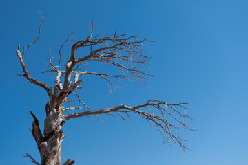 Withered Old Tree and Clear Blue Sky. Dry Tree Against Blue Sky. Barren Tree under Bright Blue Sky. 