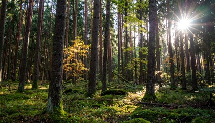 Obraz premium Sunlight streams through a dense forest floor