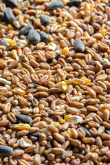 Mixed dried bird food seed background backdrop. Feeding nature through winter concept.