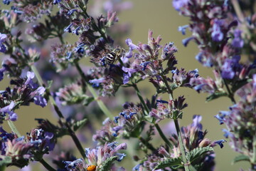 Macro shot of bee pollinating purple wildflowers with ladybug, close-up nature photography