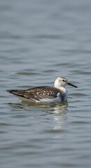 Spotted Sandpiper Bird on Water.