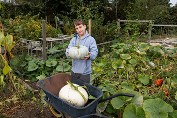 Young Person Harvesting Crown Pumpkins in Autumn Garden