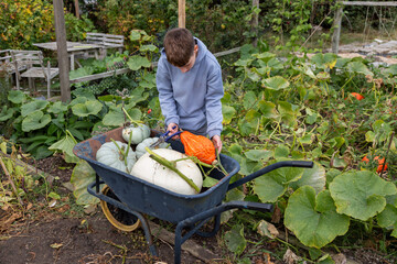 Young Person Harvesting Pumpkins into Wheelbarrow in Autumn Garden