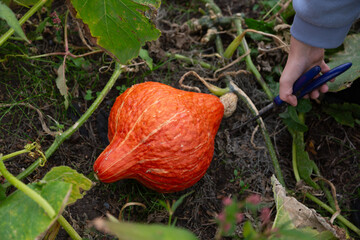 Young Person Cutting Golden Hubbard Pumpkin from Vine in Autumn Garden