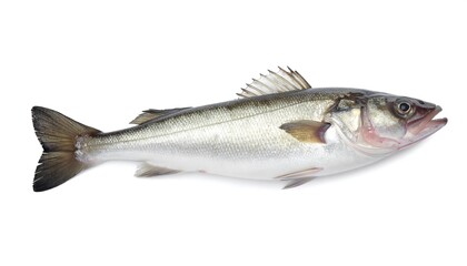 Fototapeta premium Fresh whole fish, side view, white background